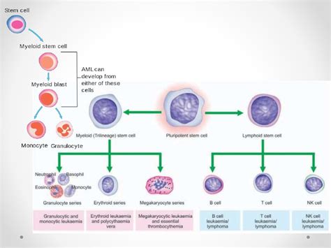 Acute myeloid leukemia - презентация онлайн