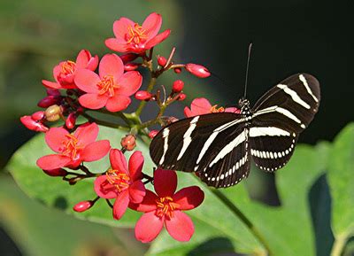 Native Plants - Love The Everglades Movement