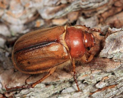 European Chafer Beetle: Identification, Life Cycle, Facts & Pictures