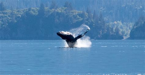 Alaska Whale Watching Tours, Gray Whales, Humpbacks & Orcas