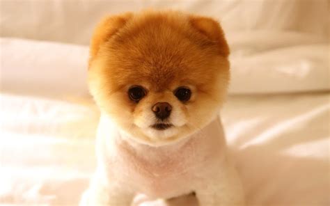 Pomeranian Dog : Temperament, Exercise and Grooming - InspirationSeek.com