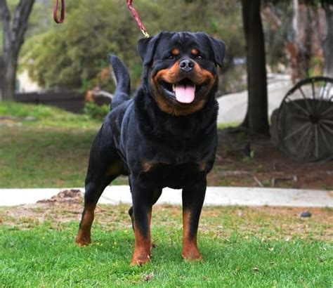 Guard Dog Training for German Rottweiler