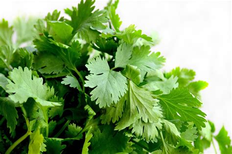 How to Grow Coriander Leaf at Home - Live Kerala