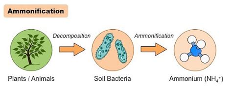 Ammonification: Function, Steps and Implications