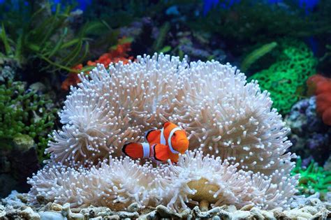 22 Types of Clownfish: Finding "Nemo" All Over the World