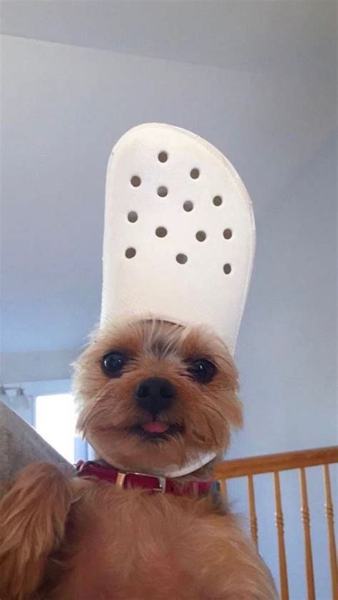 #crocs #animals #dogs #wallpapers #cat #cute #diy #pinterest Cute Animals Images, Baby Animals ...