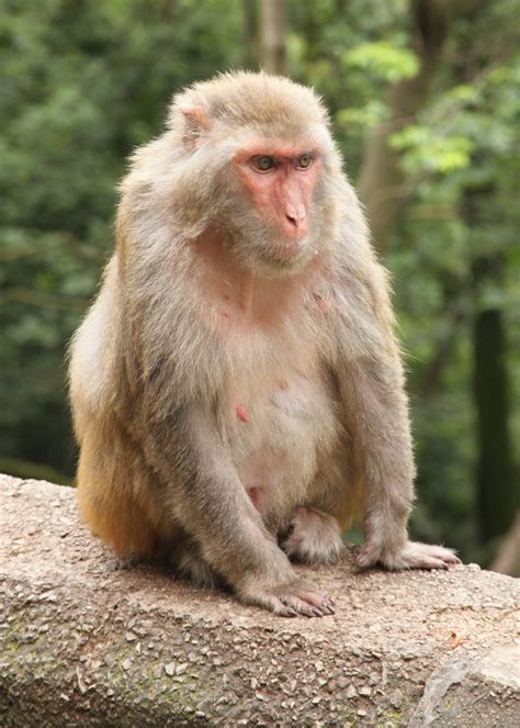 Female rhesus macaque calls may reflect familiarity rather than relatedness