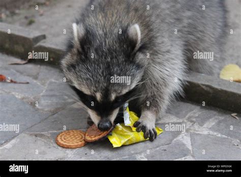 Raccoon eating hi-res stock photography and images - Alamy