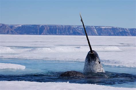 Why narwhal are the most vulnerable to a warmer, louder Arctic - WWF.CA