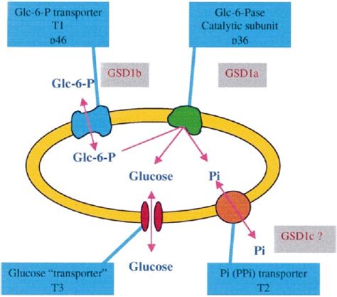 Figure 1 from The glucose-6-phosphatase system. | Semantic Scholar