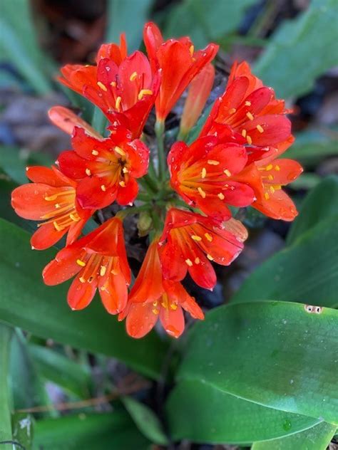 CLIVIA MINIATA BELGIAN HYBRID 200MM | The Garden Feast