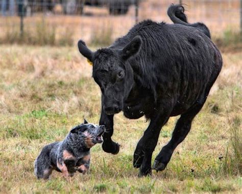 Australian Stumpy Tail Cattle Dog - Breed Info, Images, Videos, FAQs