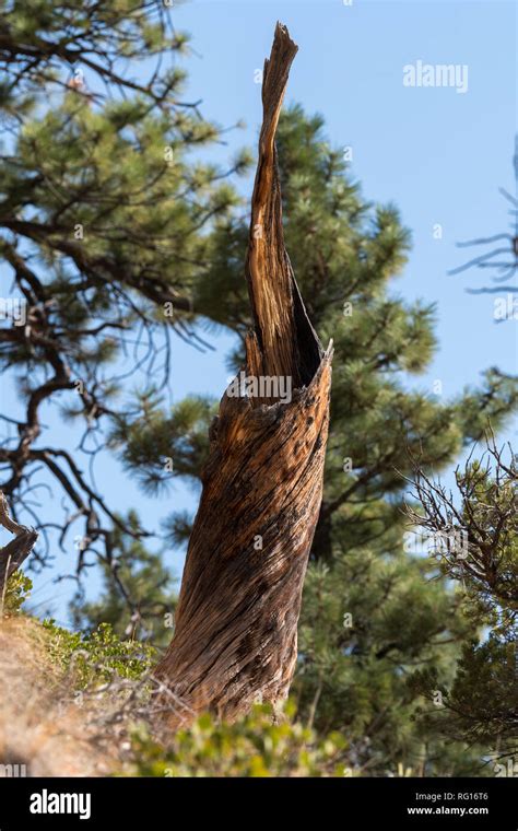 Trees and birds in bryce canyon in the united states of america Stock Photo - Alamy