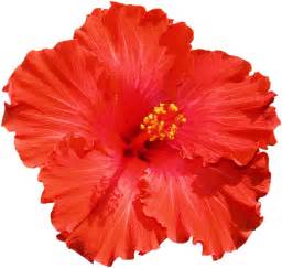 Free Orange Hibiscus Cliparts, Download Free Orange Hibiscus Cliparts png images, Free ClipArts ...