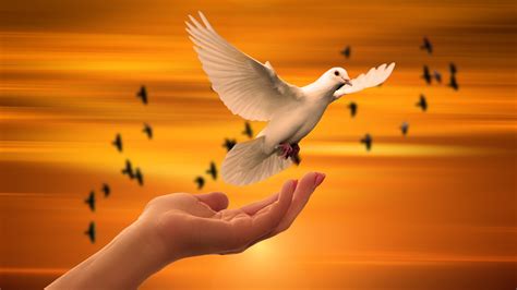 1920x1080 Dove Bird Flying Away Laptop Full HD 1080P ,HD 4k Wallpapers ...