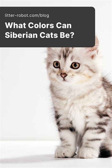 Siberian Cat Color Chart