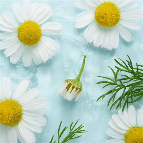 Chamomile Skin Care Benefits | California Pure Naturals