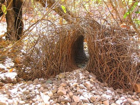 bower bird nest by the bower bird...my favorite nature sculptor Classes Of Vertebrates, Nest ...