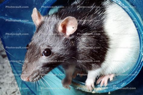 Long Evans Rat, female (Rattyus sp), Rodentia, Rodents, Photo