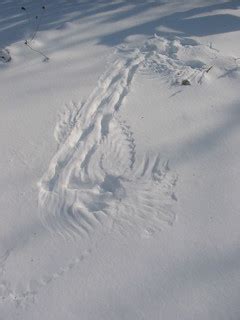 Bird Tracks on Snow | A larger bird landed and walked around… | Flickr