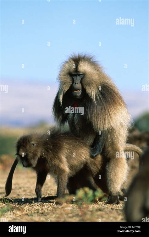 Baboon mating hi-res stock photography and images - Alamy