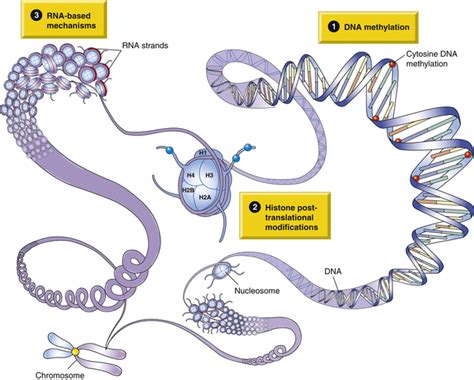 Epigenetics And Disease Basicmedical Key | Free Nude Porn Photos