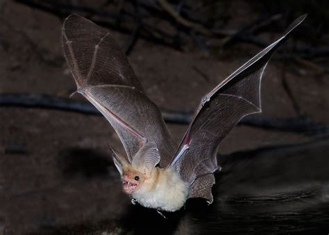 Pallid Bat (Mammals of North America) · iNaturalist