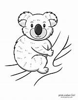 Free Printable Koala Coloring Sheets Coloring Pages sketch template