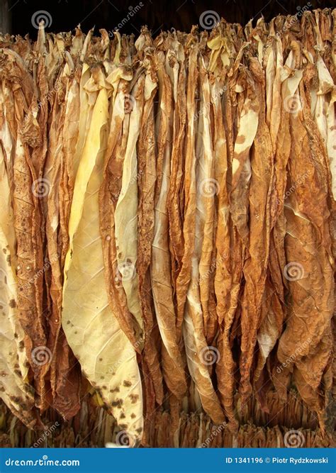 Tobacco leaves drying stock photo. Image of poland, drying - 1341196