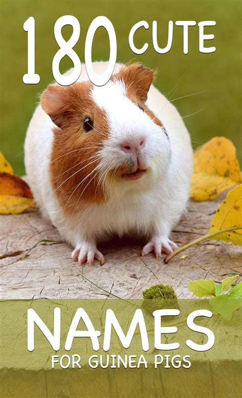 Cute Guinea Pig Names - Over A Hundred & Fifty Names To Choose From