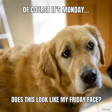 Monday golden retriever meme - PetPress