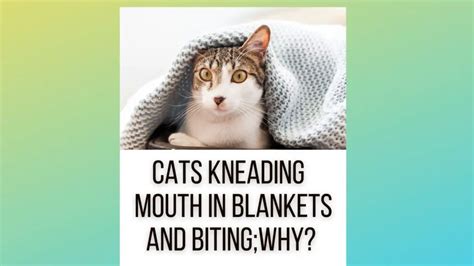 Cats Kneading Its Mouth In Blankets And Biting Them? But Why?