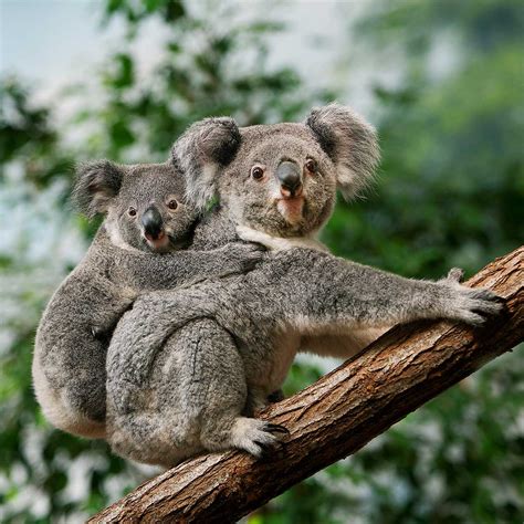 INTERNATIONAL WILD KOALA DAY - May 3, 2023 - National Today