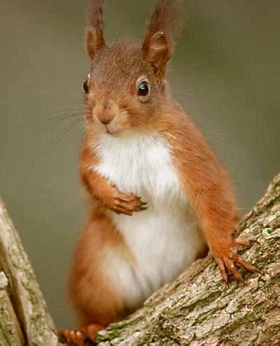 Red Squirrel Habitat - Fowberry Alpacas