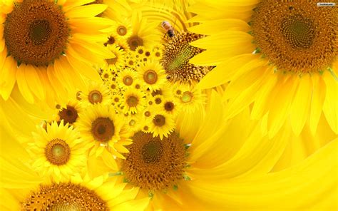 Sunflower Background - WallpaperSafari