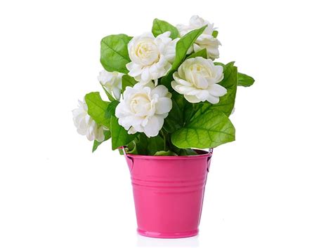 Jasminum Sambac Guide: How to Grow & Care for “Arabian Jasmine”