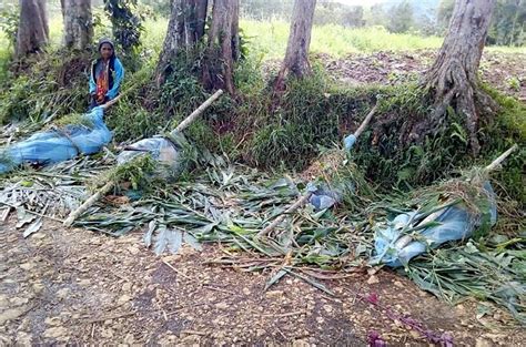 Papua New Guinea troop at the scene of brutal highlands massacre | News ...