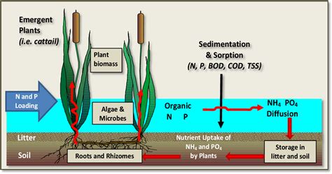 Figure 1.1 from Cattail (Typha spp.) biomass harvesting for nutrient ...