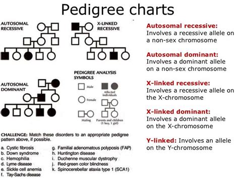 Pedigrees lesson | Pedigree chart, Biology worksheet, Study biology