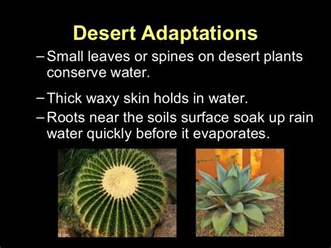 Desert Adaptations–Small leaves or spines on desert plantsconserve water.–Thick waxy skin holds ...