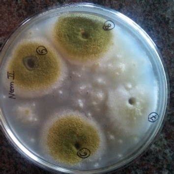 Plates showing inter-species Synergistic Effect | Download Scientific ...