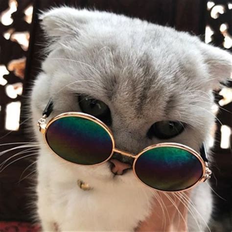 Cool Cats with Sunglasses