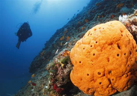 How Do Sea Sponges Live