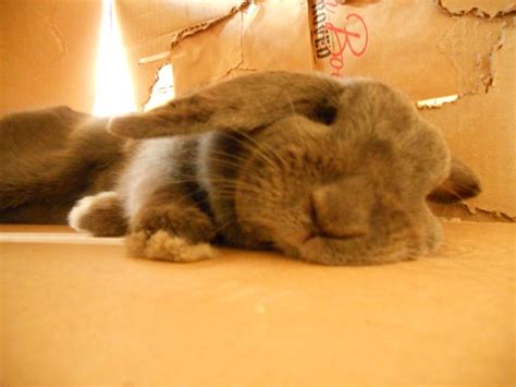 Lazy Sunny Day | Hanging out in the condo on a hot sunny day… | Coaly Bunny | Flickr