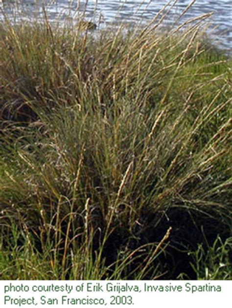 Dense-flowered cordgrass identification and control: Spartina densiflora - King County