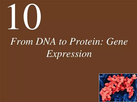 PPT - From DNA to Protein: Gene Expression PowerPoint Presentation, free download - ID:5686117