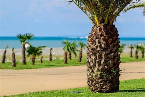 Palm Trees for Sale - Trees.com | Palm tree types, Palm trees for sale, Palm trees