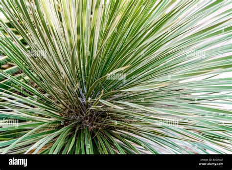 native xeriscape landscaping in downtown Phoenix, Arizona Stock Photo ...