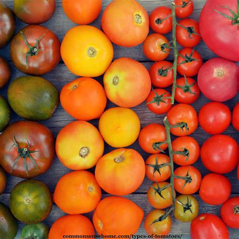 Beefsteak Tomato Plant Height