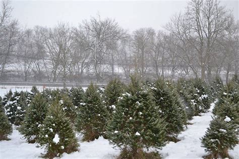 Christmas Tree Farms - Tree Treasures of Lancaster County